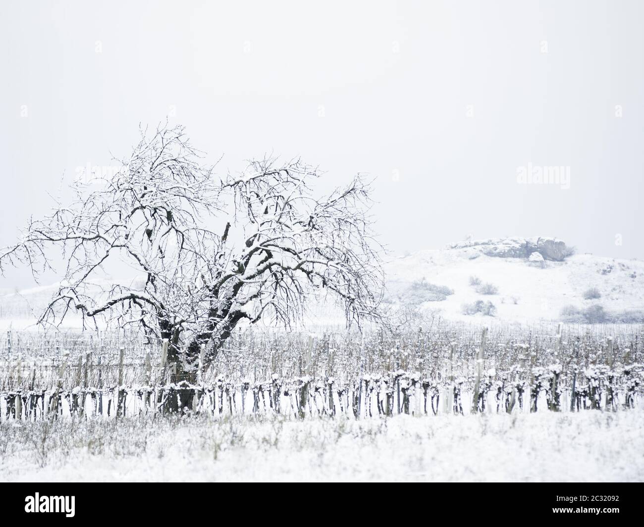 vignoble et arbre en hiver à burgenland Banque D'Images