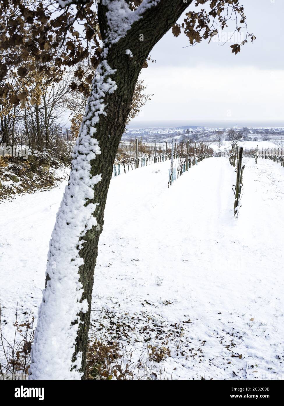 Chêne en hiver avec neige Banque D'Images