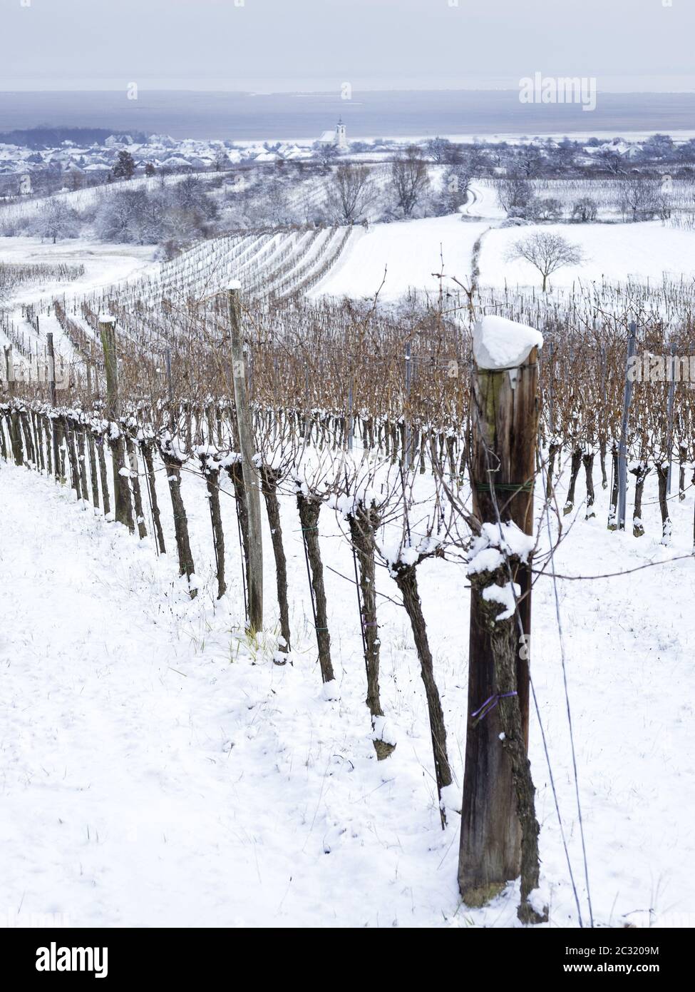 Vignoble dans le Burgenland en hiver Banque D'Images