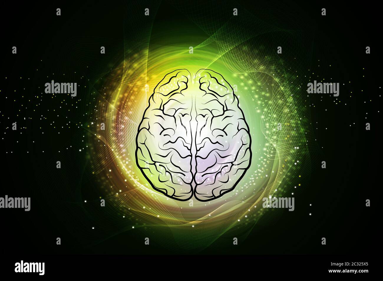 La structure du cerveau humain Banque D'Images