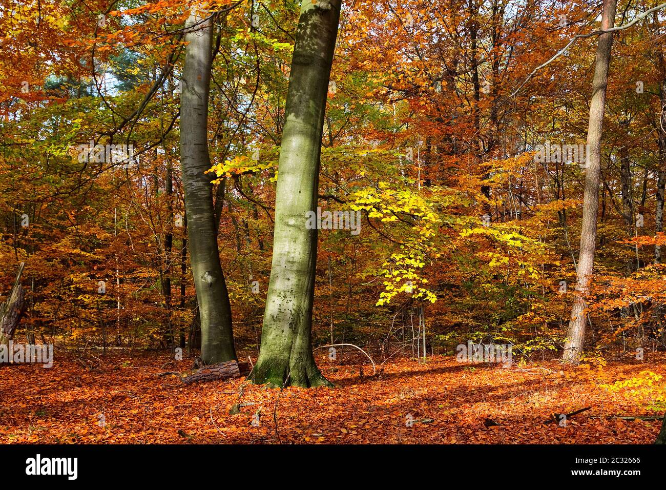 Image vibrante de la forêt d'automne Banque D'Images