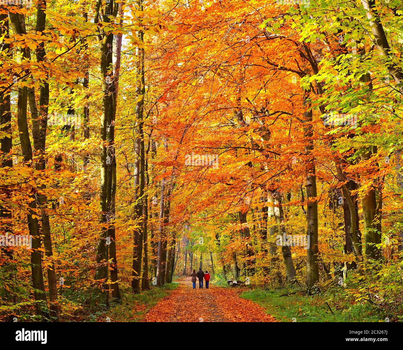 Walking in autumn park Banque D'Images