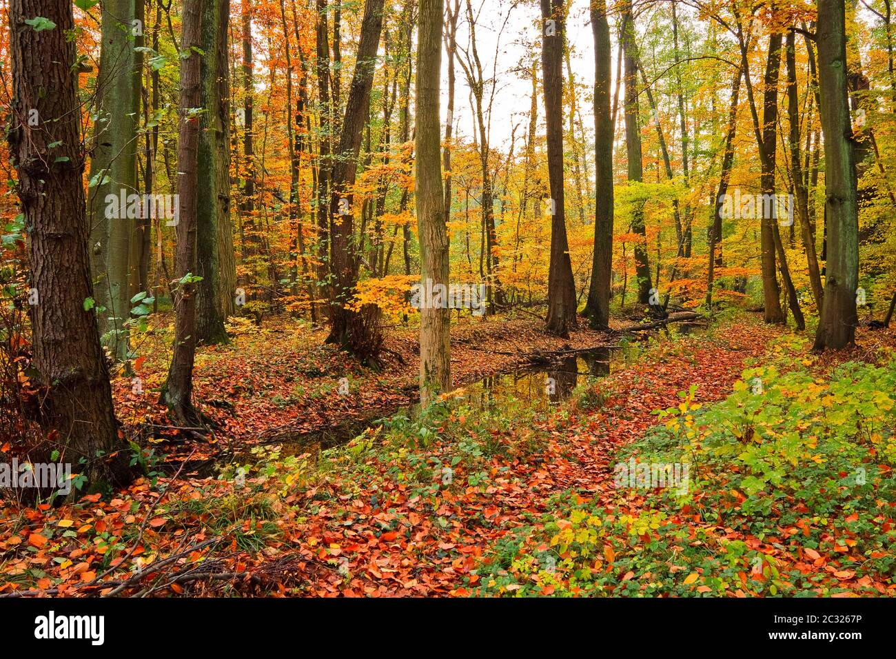 rivière en bois dans la forêt d'automne Banque D'Images
