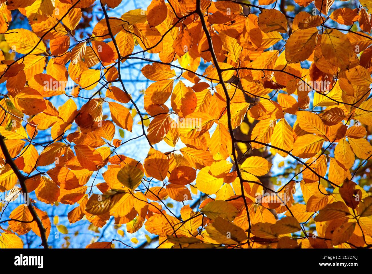 Feuillage d'automne jaune, orange et rouge par beau temps Banque D'Images