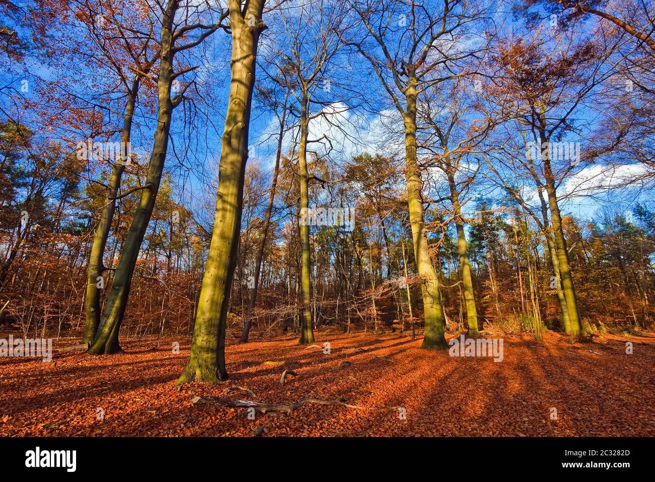 Image vibrante de la forêt d'automne au coucher du soleil Banque D'Images