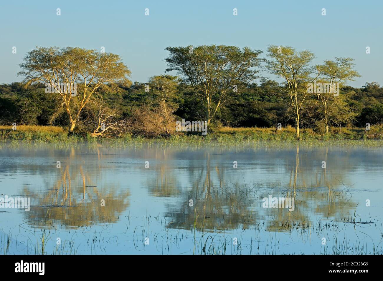 La fièvre distinctif des arbres (Vachellia xanthoploea) croissant sur le bord d'un lac, Mkuze game reserve, Afrique du Sud Banque D'Images