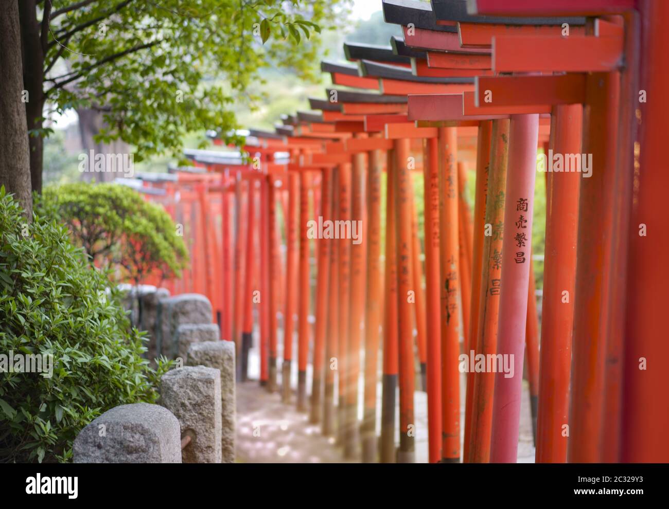 Rayons de soleil passant entre le portail rouge de Torii du sanctuaire Shintoïste de Nezu du XVIIIe siècle Banque D'Images