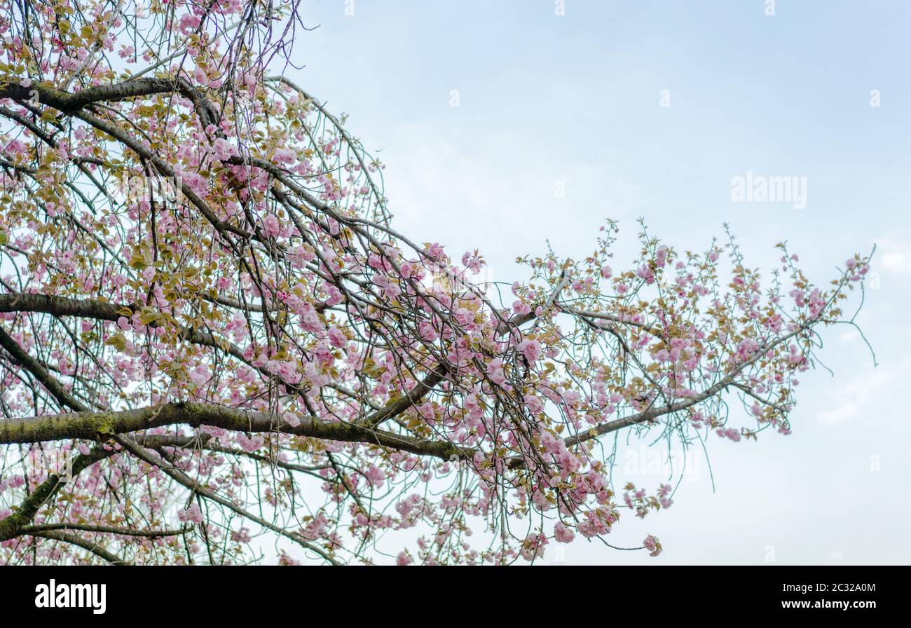 Cerisiers en fleurs du parc Asukayama à Tokyo. Banque D'Images