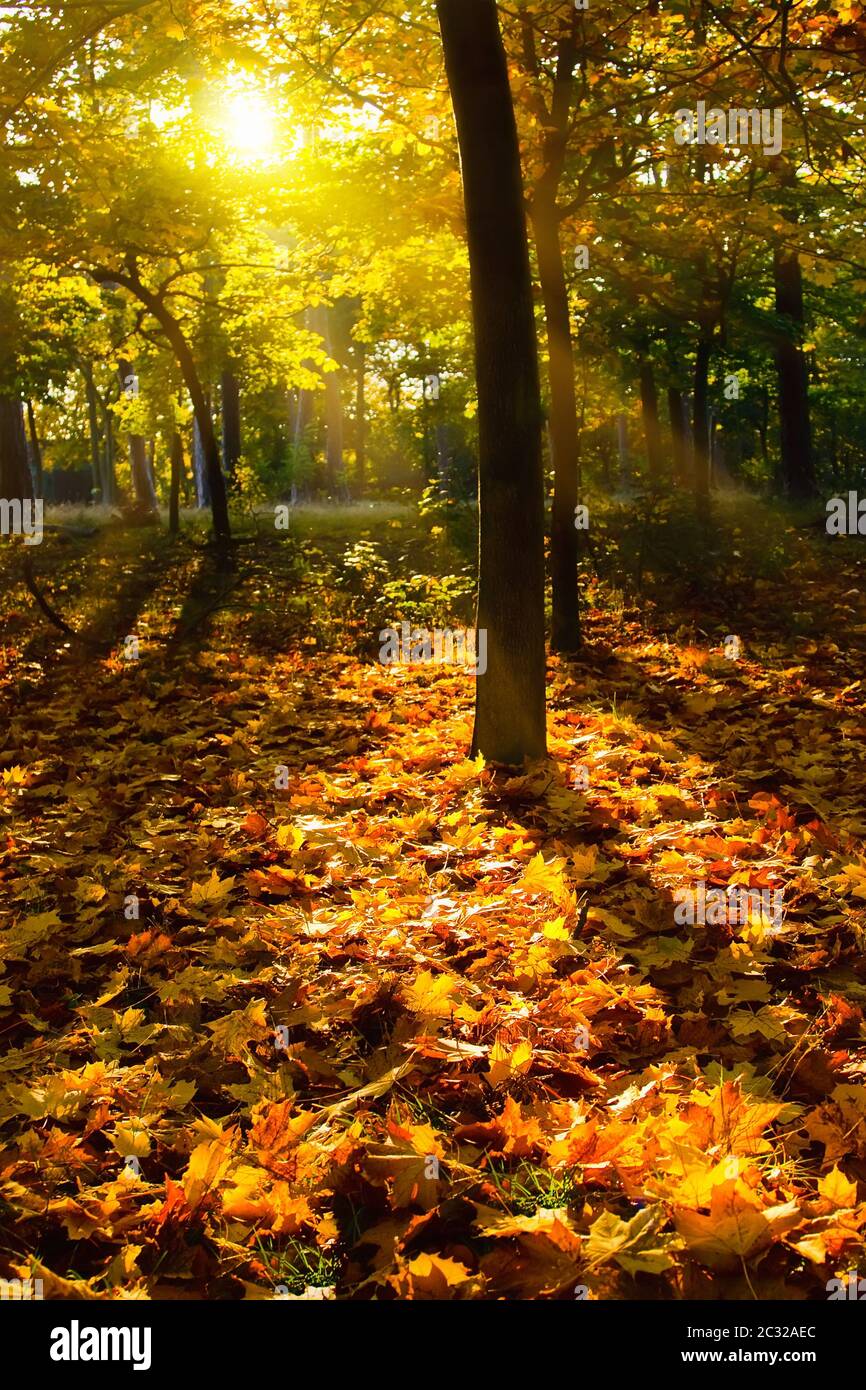 Les feuilles d'automne jaune Banque D'Images
