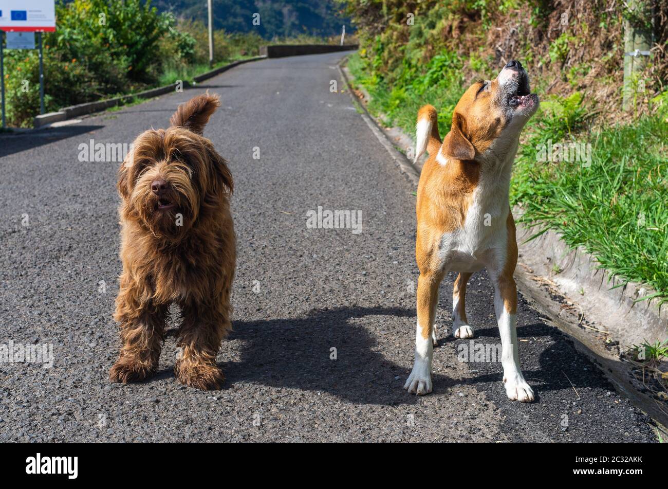 Deux chiens dans la rue. Le même âge, même taille des chiens Banque D'Images