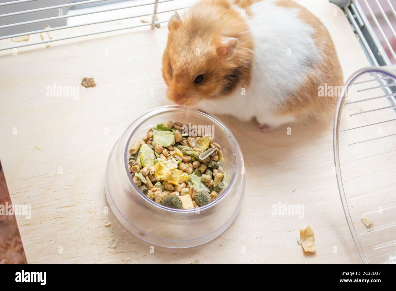 Nourriture pour hamster Banque de photographies et d’images à haute résolution Alamy
