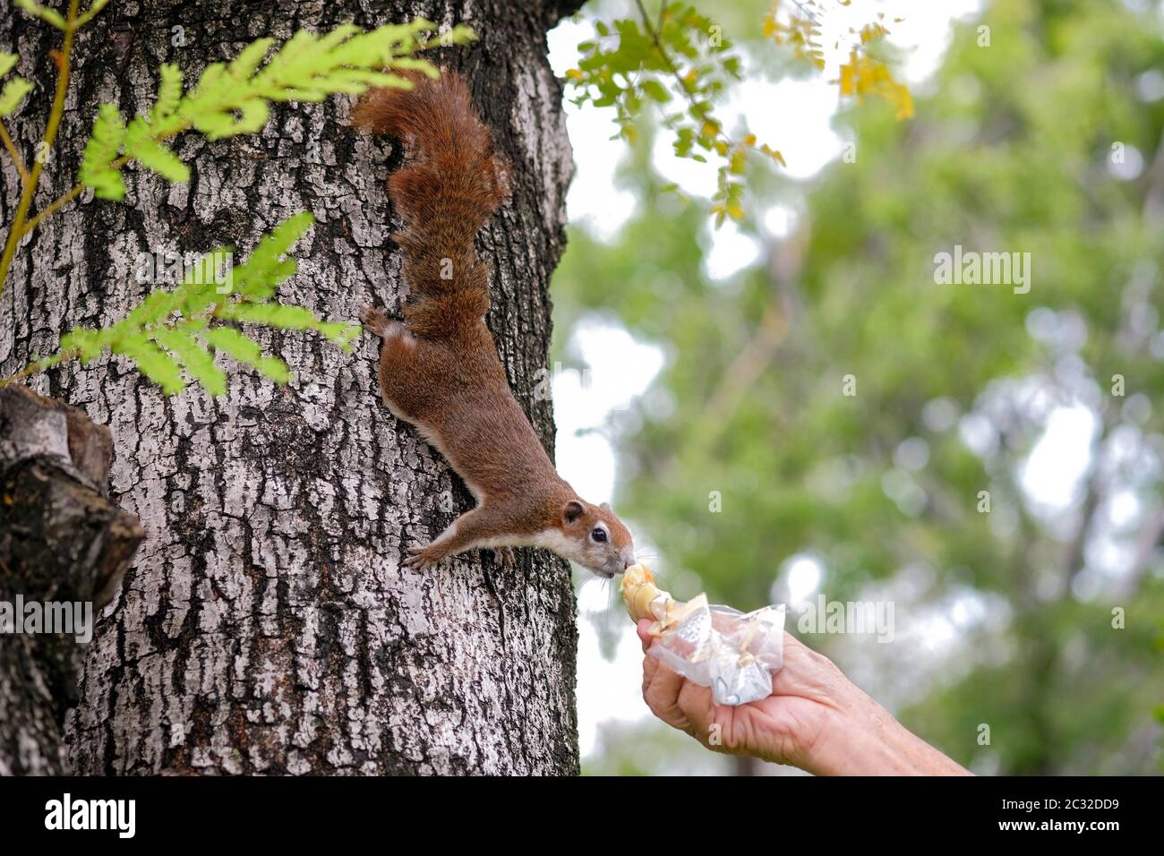 Gros plan une main de Thai asiatique vieux qui envoyait du pain pour donner un écureuil sur un arbre dans le parc public Banque D'Images