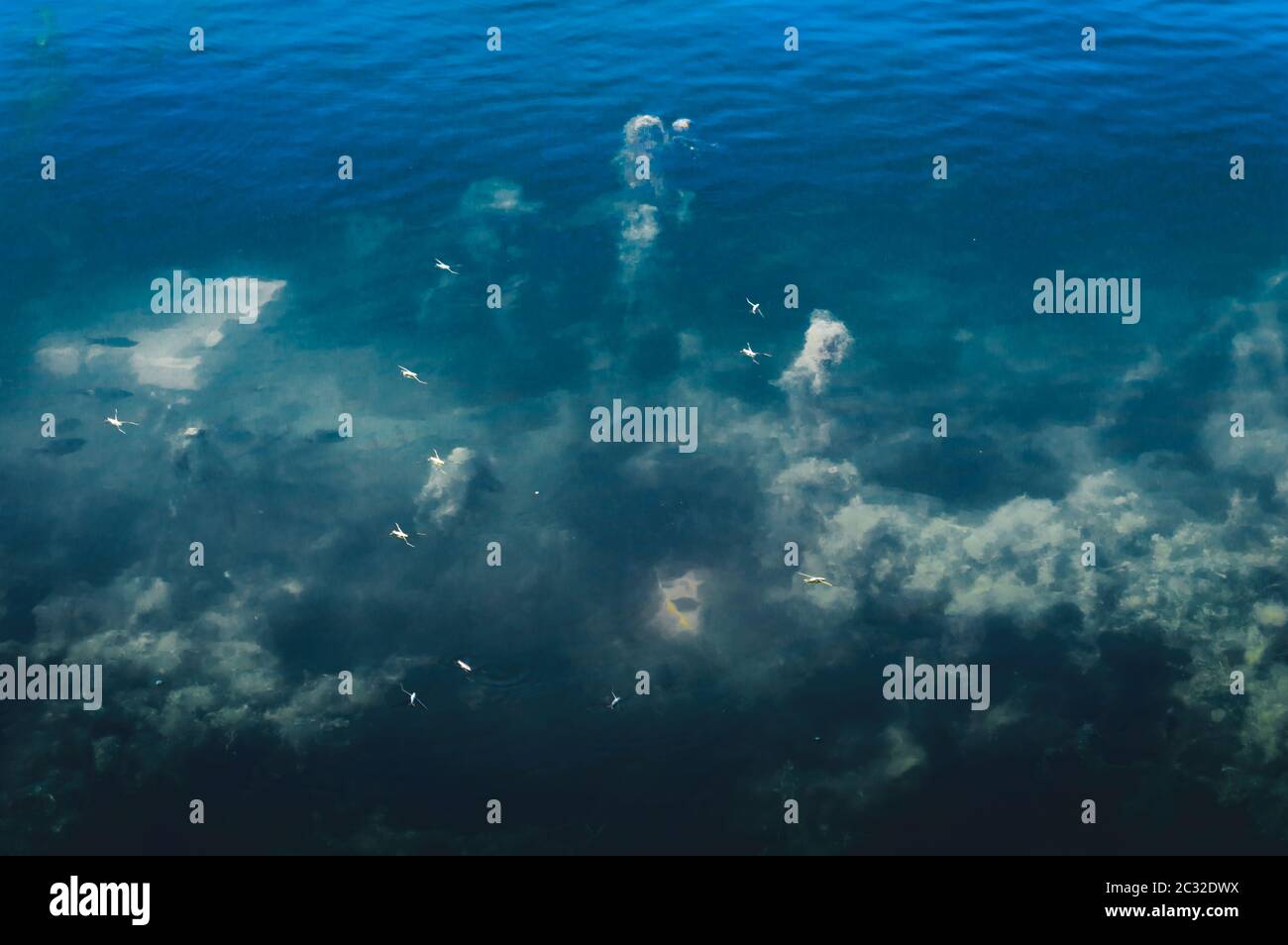 Fond de sol marin Deep Blue. Texture et couleur abstraites du motif. Organismes aquatiques mer toile de fond de la vie. Éléments de conception de fonds d'écran naturels. Banque D'Images