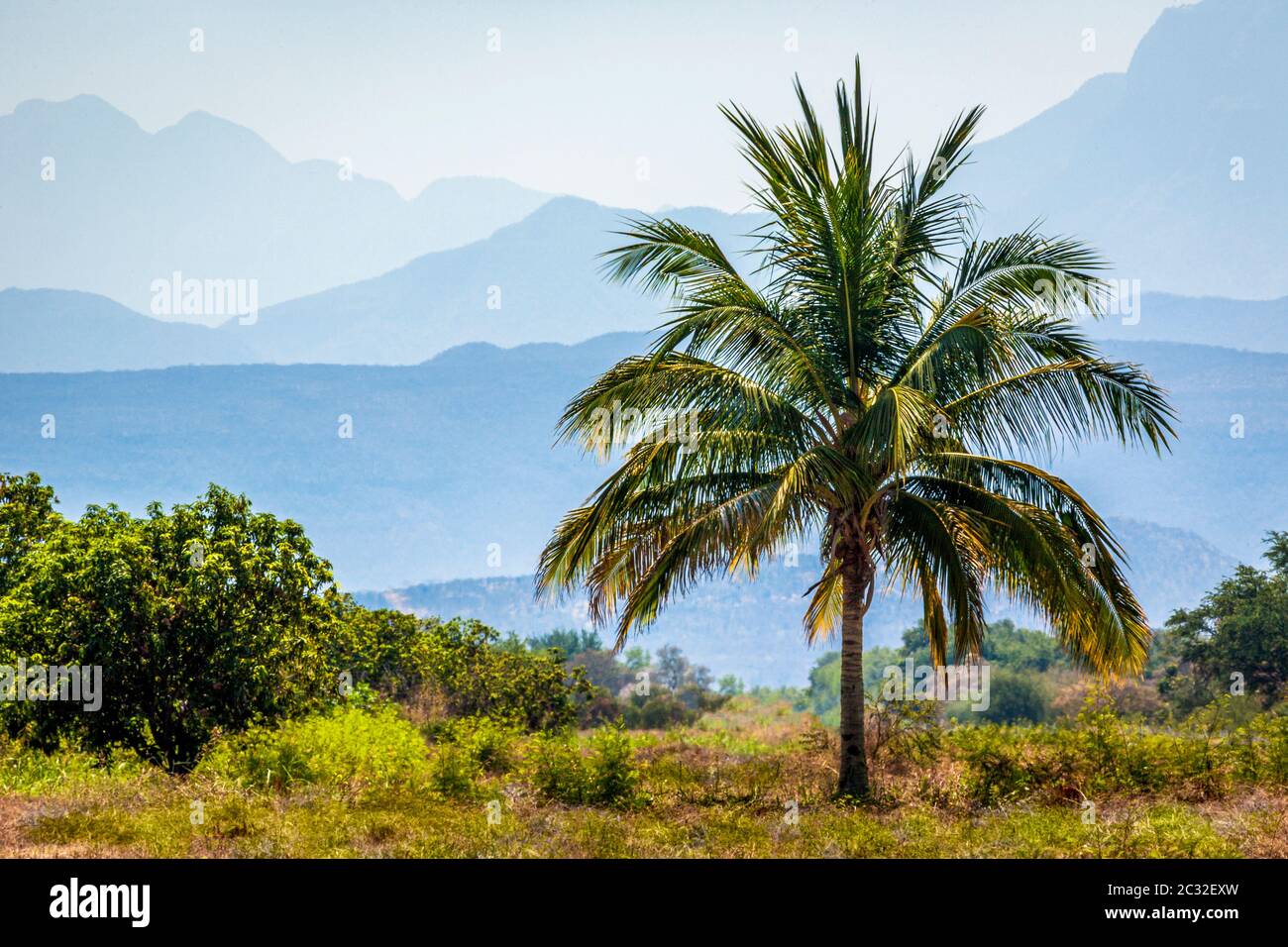 Un palmier solitaire avec les montagnes de Michoacan, Mexique en arrière-plan. Banque D'Images