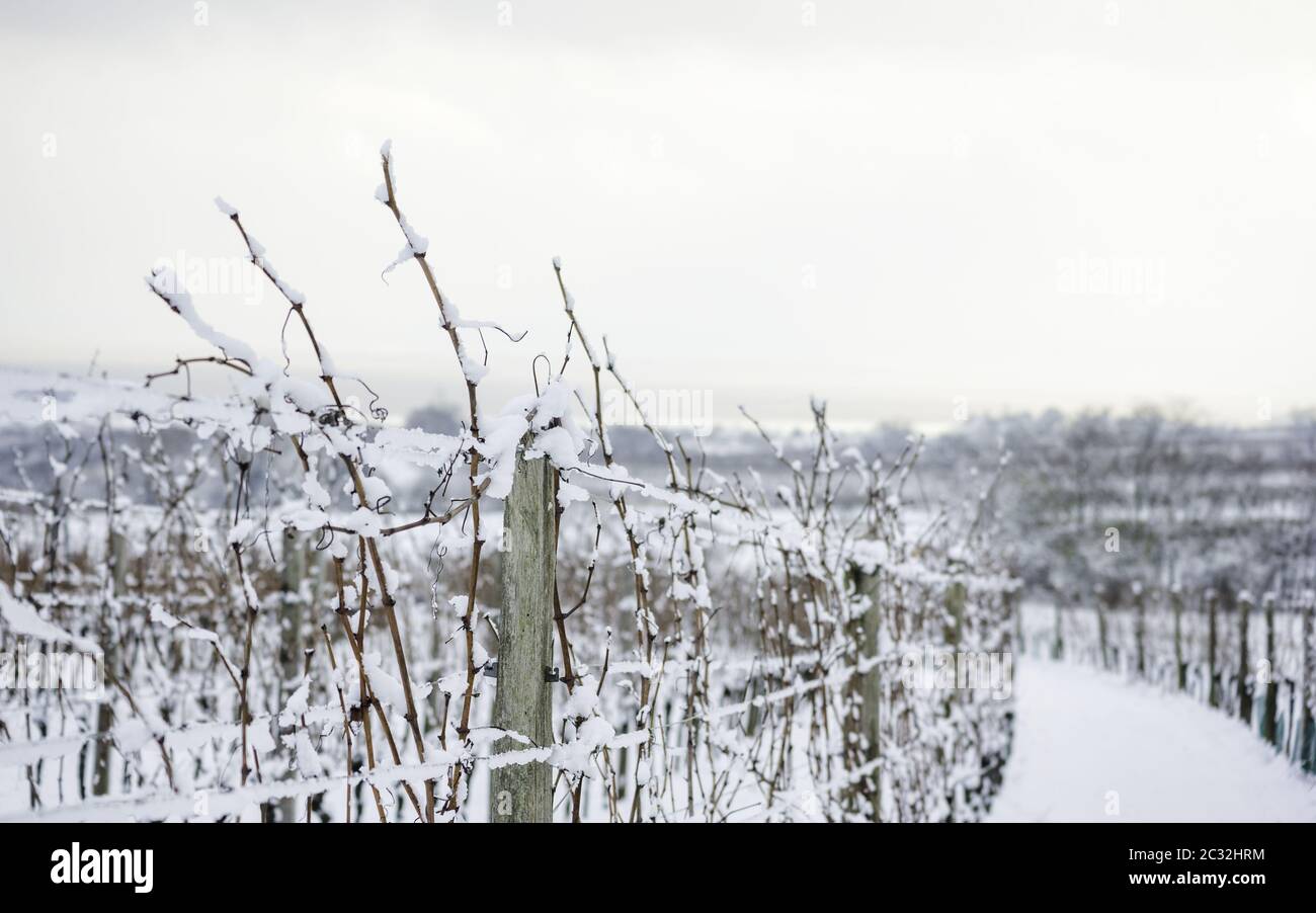 Vignoble dans le Burgenland en hiver Banque D'Images