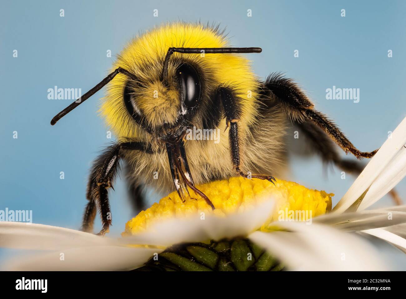 Macro Focus photos de Bumblebee à queue blanche sur fleur. Son nom latin est Bombus pratorum. Banque D'Images