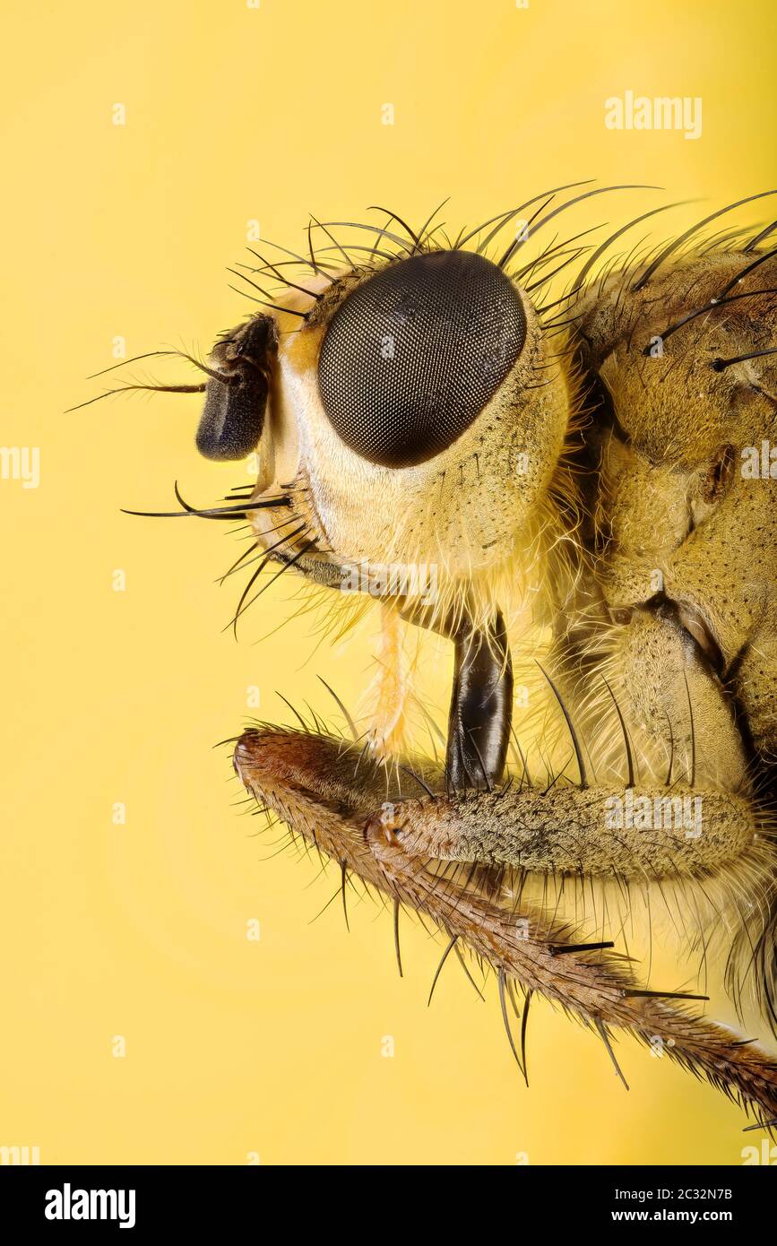 Macro Focus superposition portrait de Dung Fly jaune. Son nom latin est Scathophaga stercoraria Banque D'Images