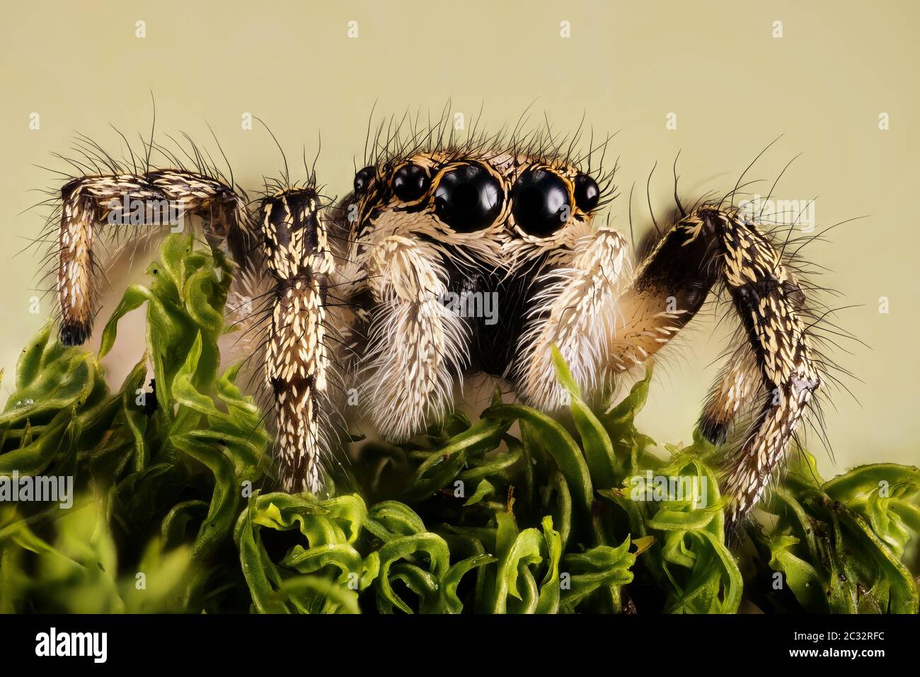 Macro Focus Portrait d'empilage de Zebra Spider ou Common Jumping Spider . Son nom latin est Salticus scenicus. Banque D'Images