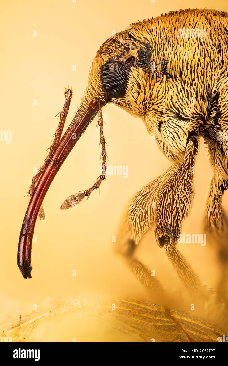 Macro Stacking Portrait de Acorn Weevil. Son nom latin est curculio glandium. Banque D'Images