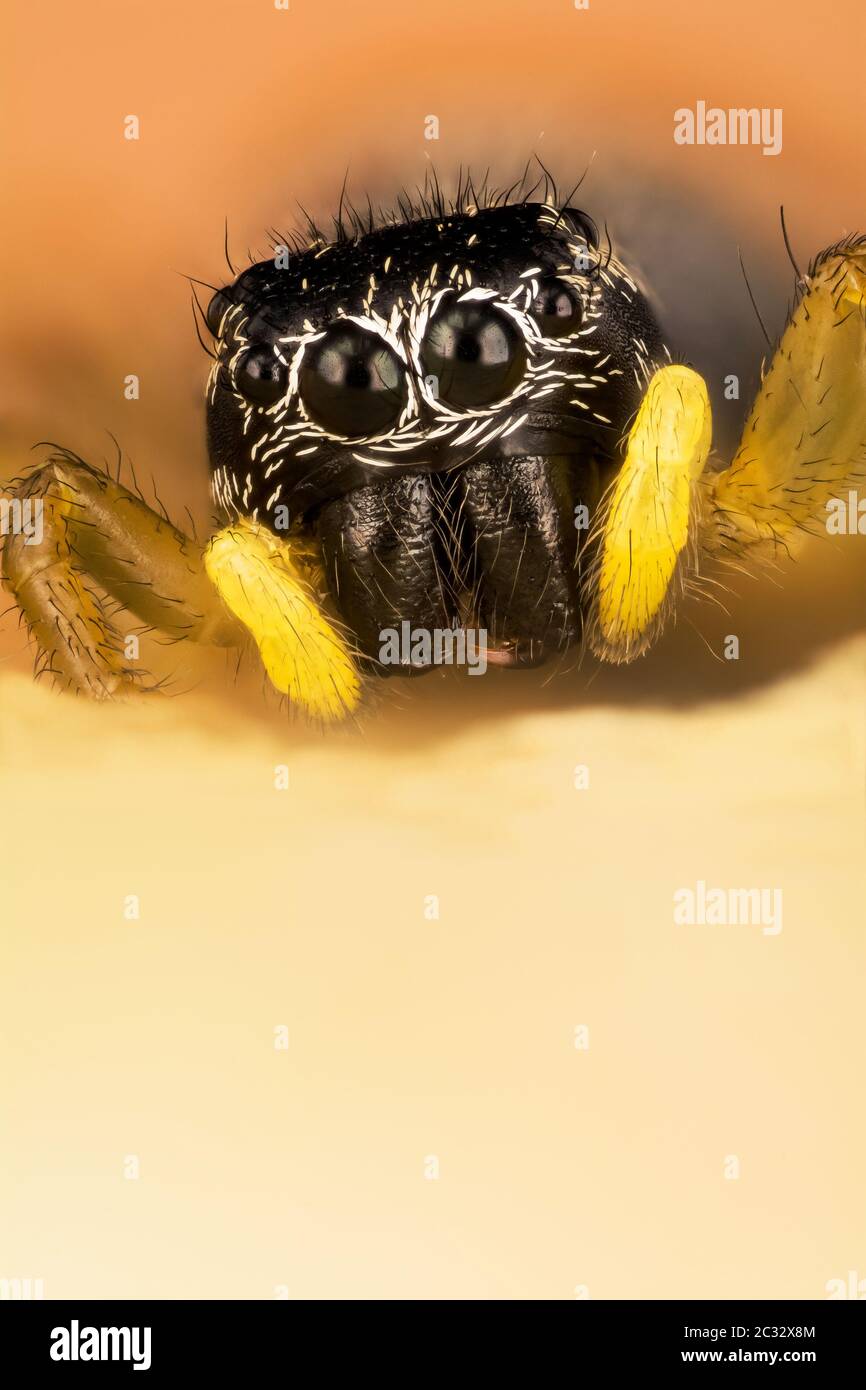 Macro Focus superposition portrait du cavalier Sun en cuivre. Son nom latin est Heliophanus cupreus. Banque D'Images