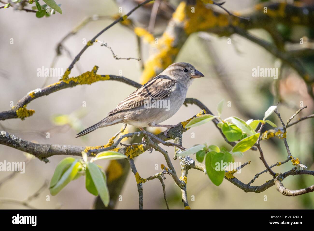 Maison du Bruant (Passer domesticus) sur un arbre Banque D'Images