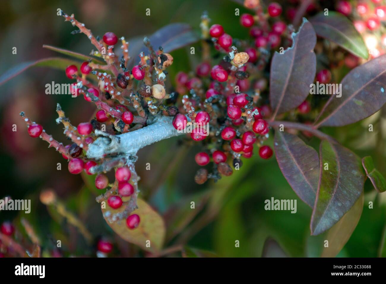 Vue rapprochée de l'arbuste à mastic (Pistacia lentilles). Banque D'Images