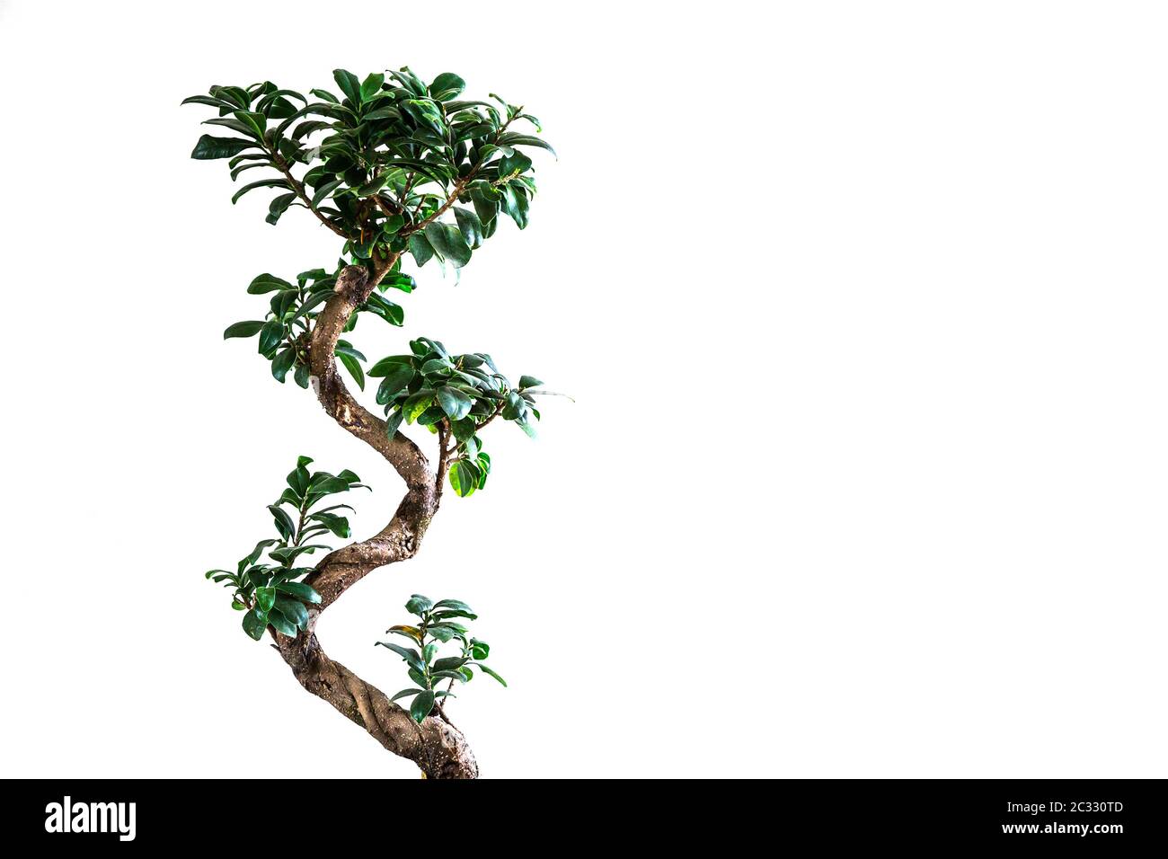 Arbre de Bansay sur fond blanc Banque D'Images