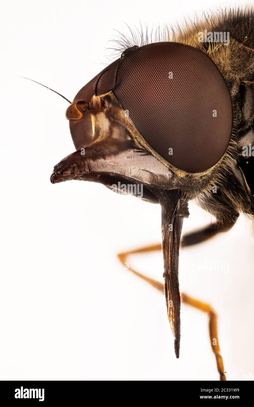 Mise au point photo d'empilement de Heineken Fly sur une feuille. Son nom latin est Rhingia campestris. Banque D'Images