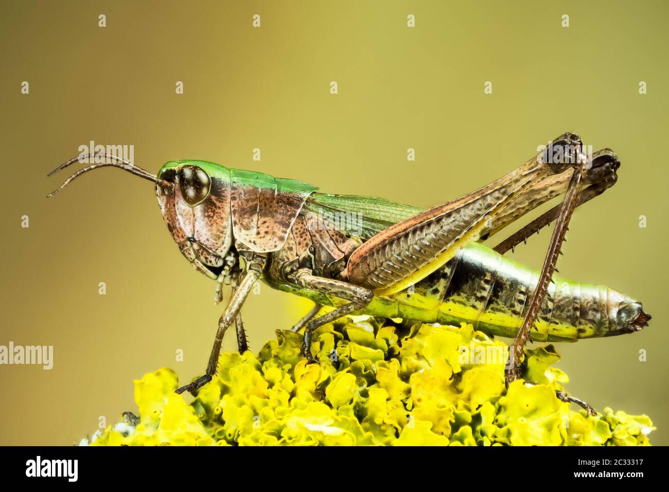 Empilage macro Focus de petits shoppers de Marsh. Son nom latin est Chorthippus albomarginatus. Banque D'Images