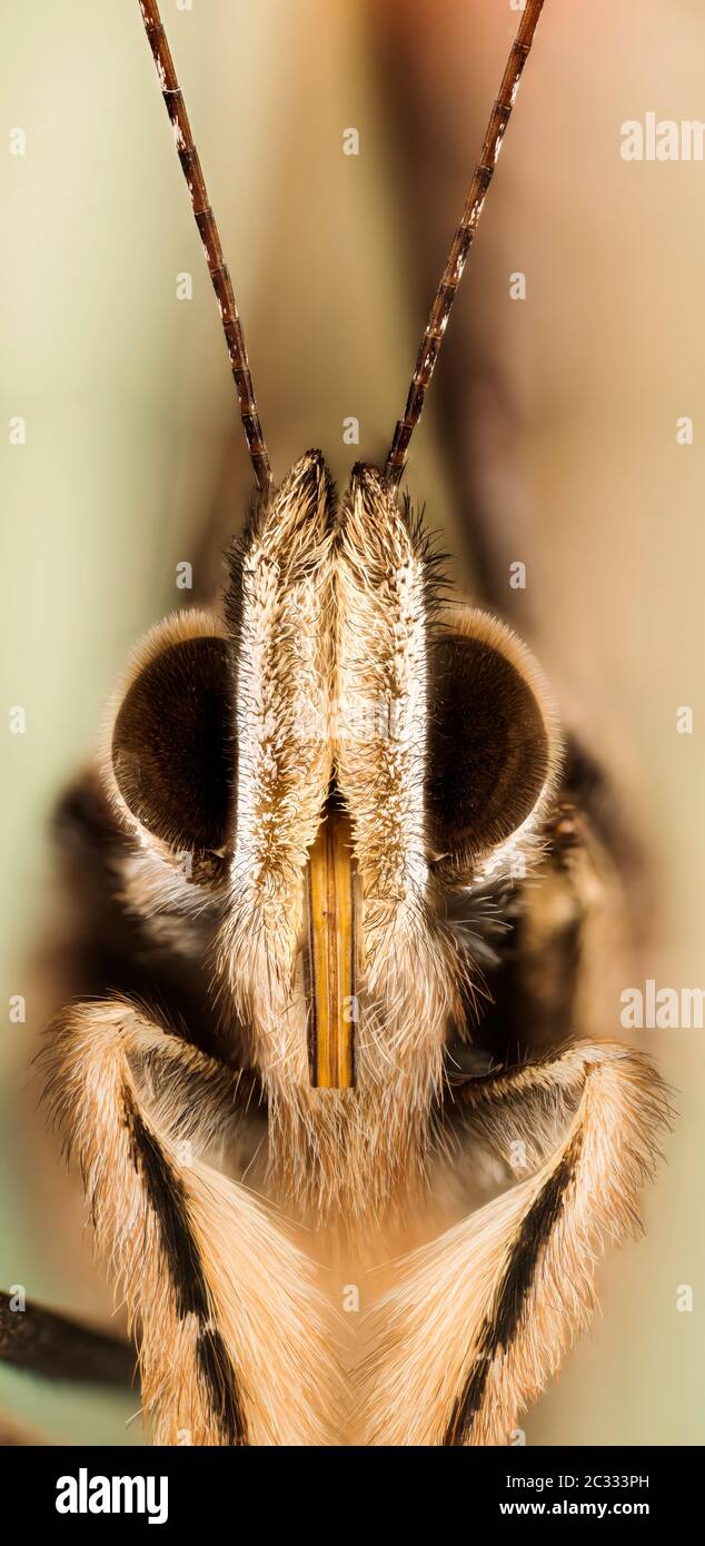 Macro Focus superposition de papillon Red Admiral. Son nom latin est Vanessa atalanta. Banque D'Images