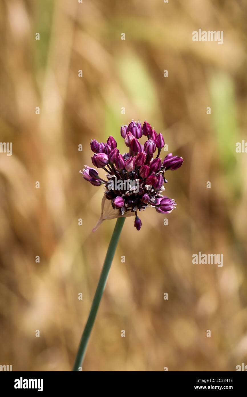 Un gros plan d'une plante avec des fleurs violettes Banque D'Images