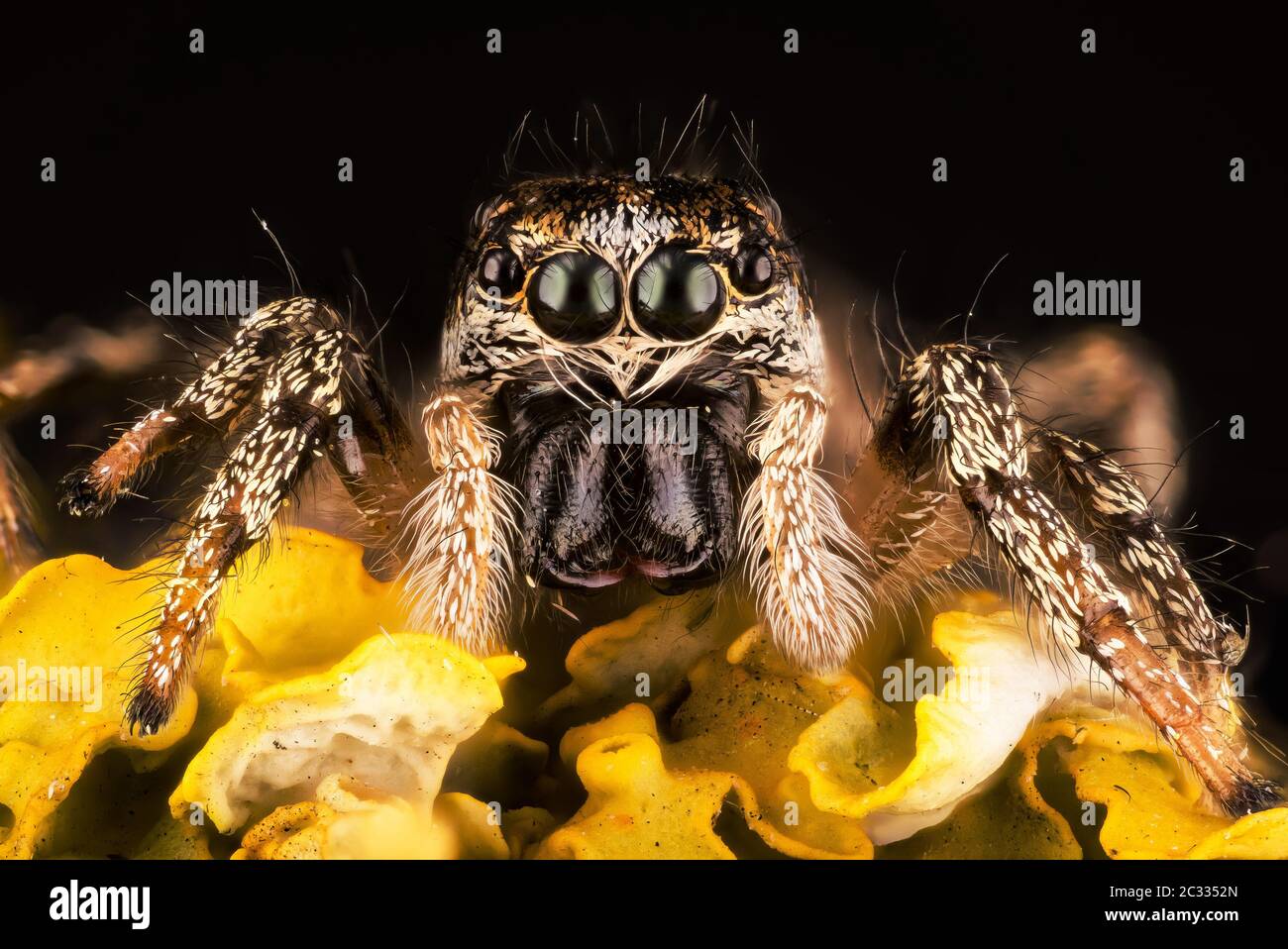 Macro Focus Portrait d'empilage de Zebra Spider ou Common Jumping Spider . Son nom latin est Salticus scenicus. Banque D'Images