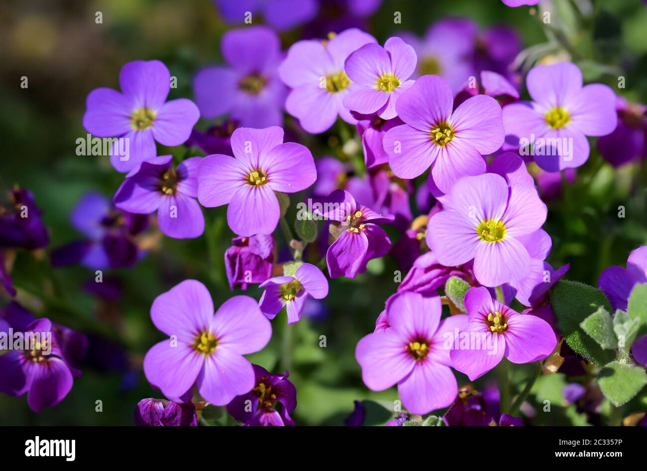 gros plan d'une très belle fleur violette Photo Stock - Alamy