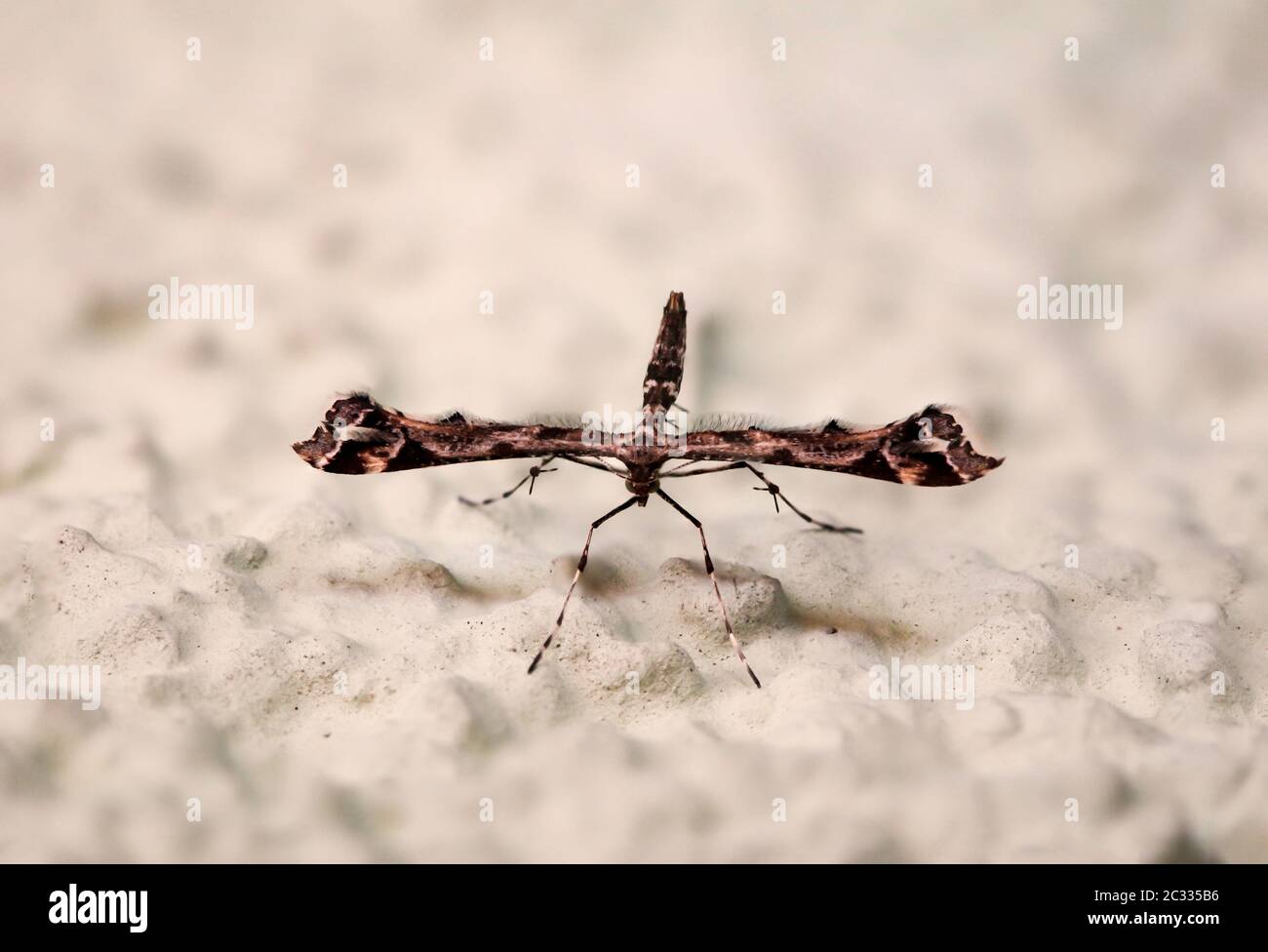 un insecte qui ressemble très utopien, papillon, papillon Banque D'Images