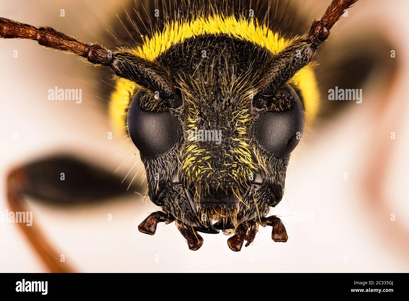 Macro Focus superposition de Wasp Beetle. Son nom latin est Clytus arietis. Banque D'Images
