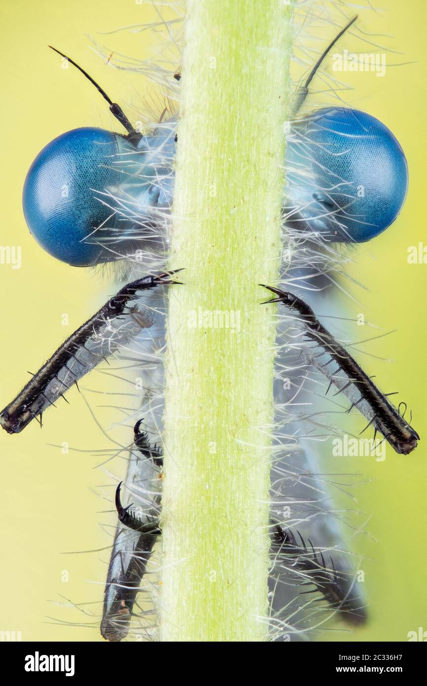 Macro Focus Portrait empilable d'Azure Damselfly. Son nom latin est Coenagrion puella. Banque D'Images