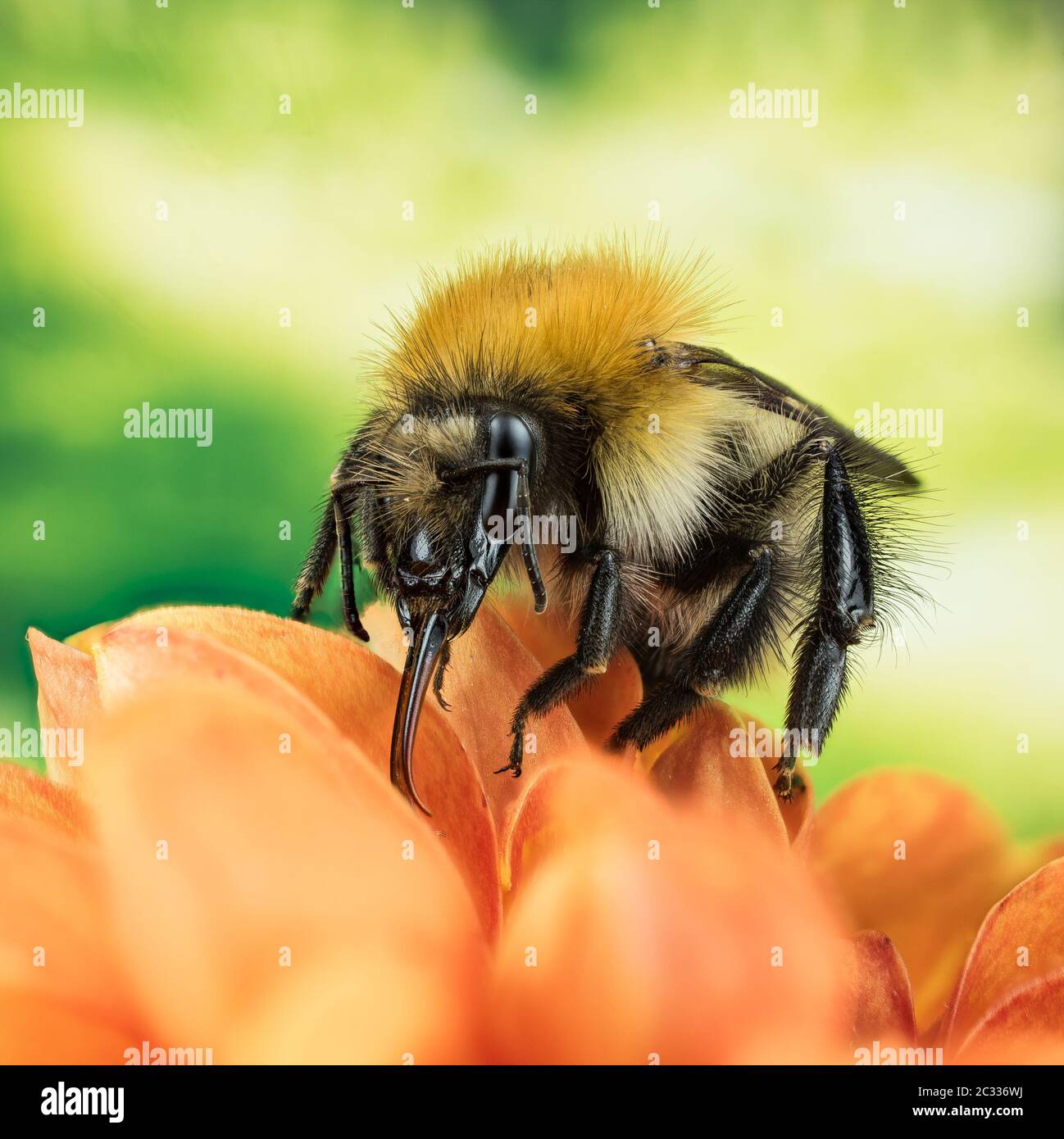 Photo de superposition de la mise au point macro de Field cuckoo Bumblebee. Son nom latin est Bombus campestris. Banque D'Images