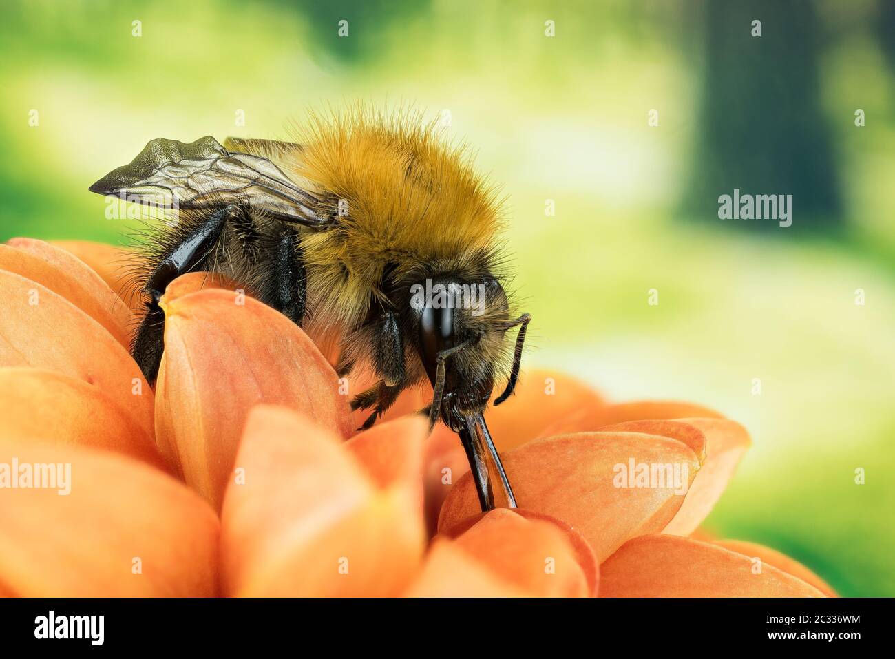 Photo de superposition de la mise au point macro de Field cuckoo Bumblebee. Son nom latin est Bombus campestris. Banque D'Images