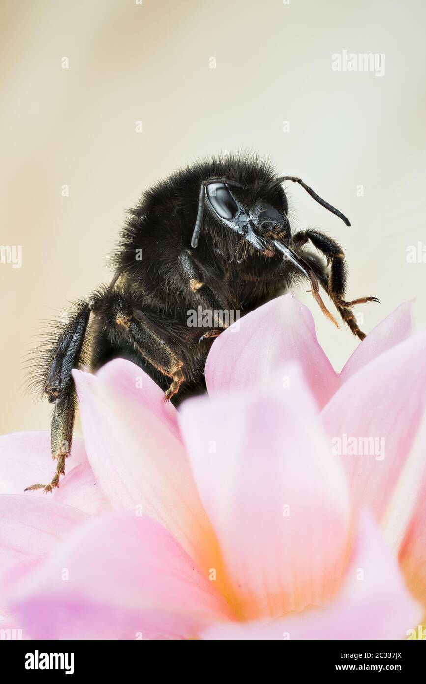 Macro Focus cliché de mise au point de bourdons à queue rouge bumblebee buvant du nectar sur une fleur. Son nom latin est Bombus lapidarius. Banque D'Images