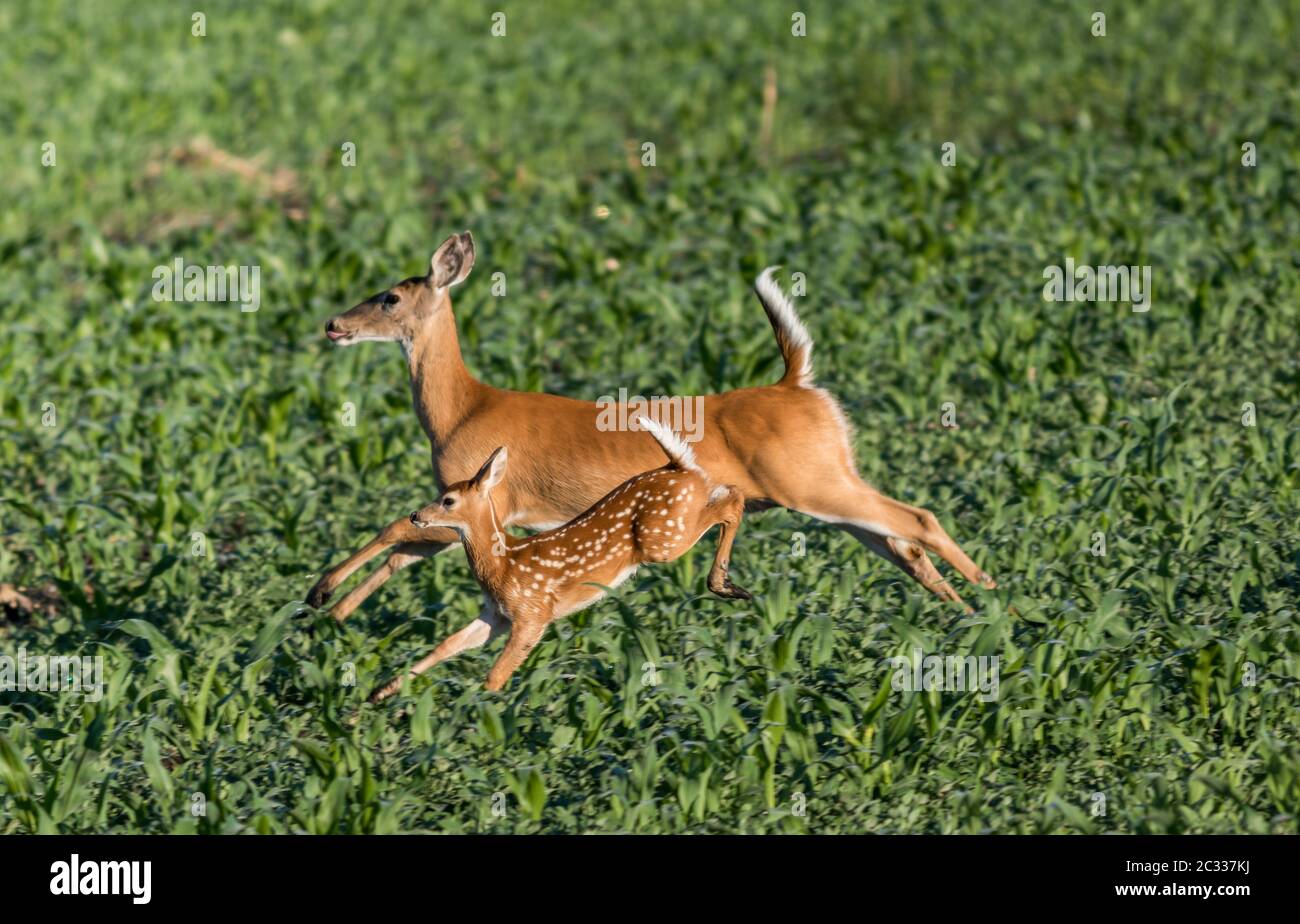 Mère Deer et bébé courent et sautent dans le champ de la ferme d'herbe en début de matinée Banque D'Images