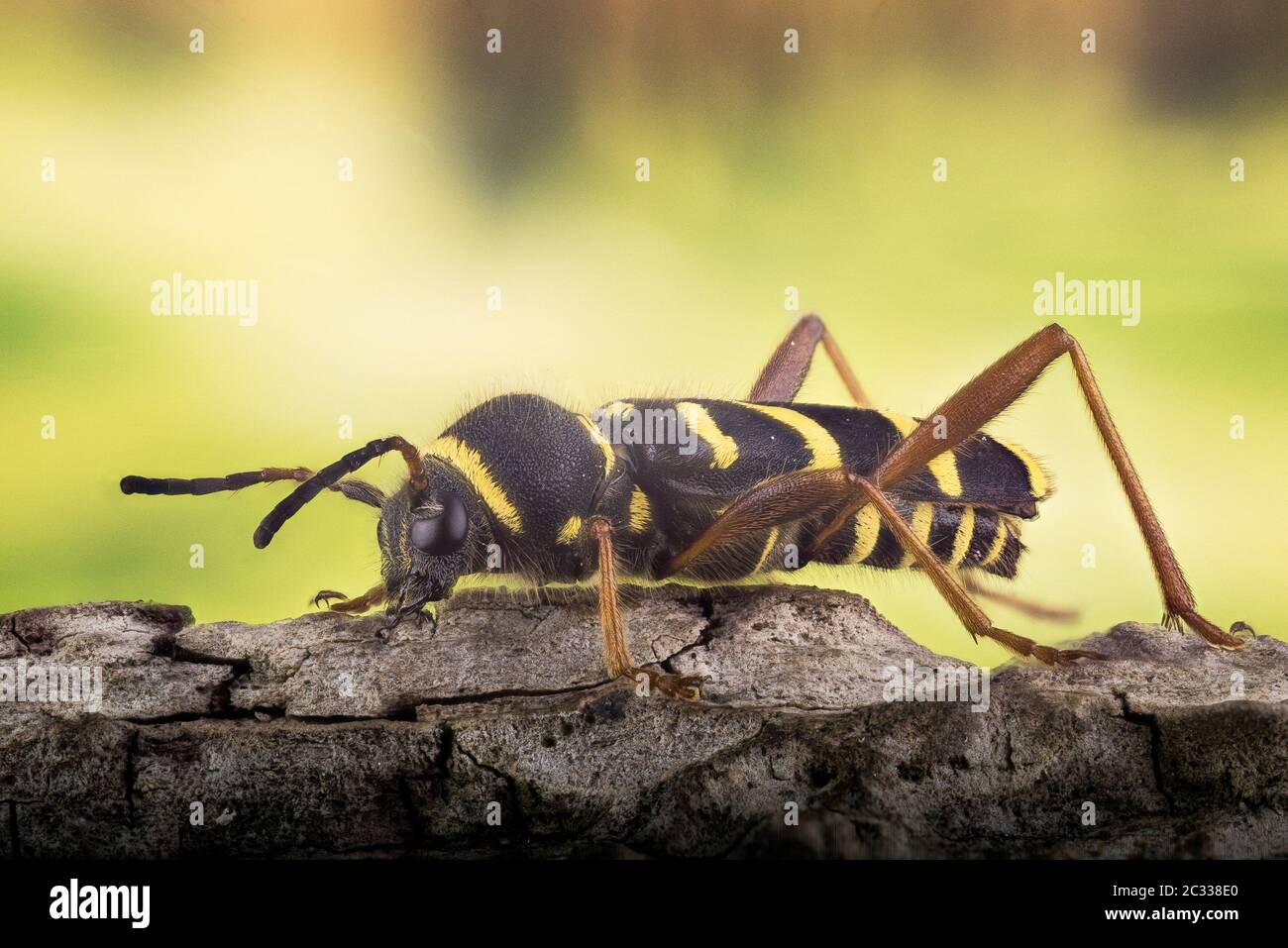 Photo d'empilement de la mise au point macro du crochet de guêpe. Son nom latin est Clytus arietis. Banque D'Images