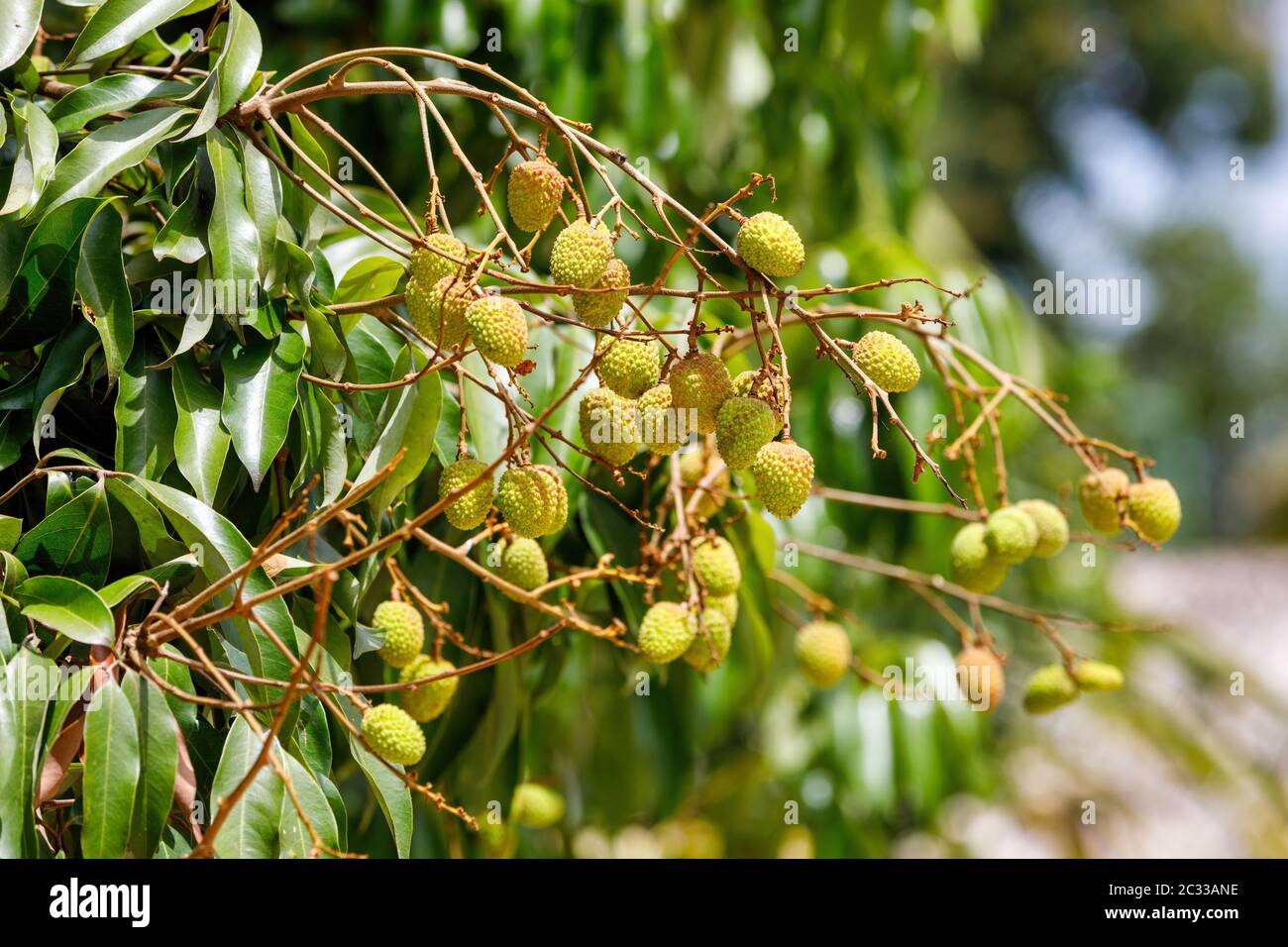 Fruit exotique mûr Lychee sur arbre, parc national de Masoala. Madagascar. Banque D'Images