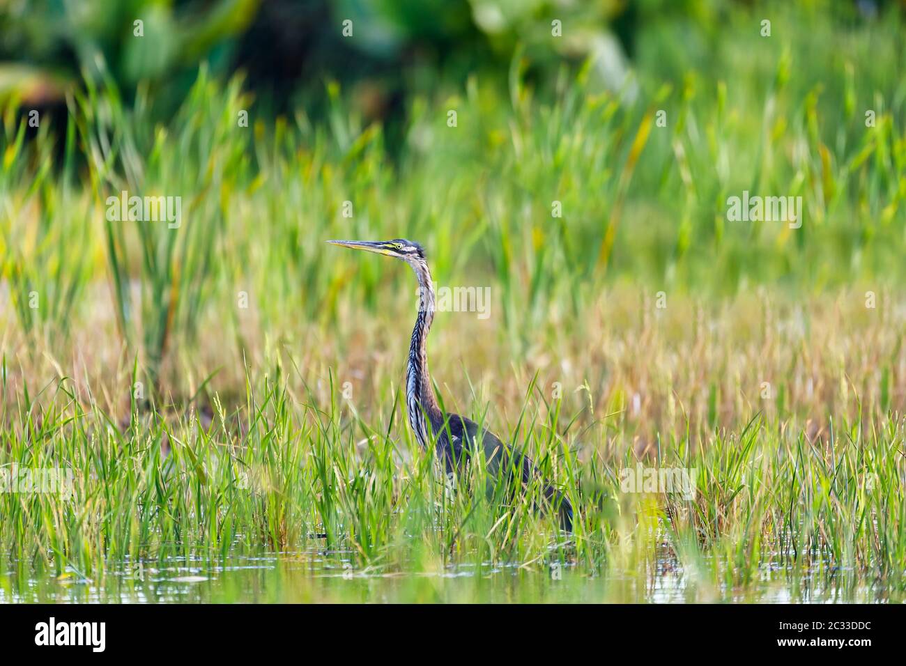 Héron, Ardea humbloti Humbloti, dans les marais de Madagascar près de Maroantsera, Madagascar wildlife safari Banque D'Images