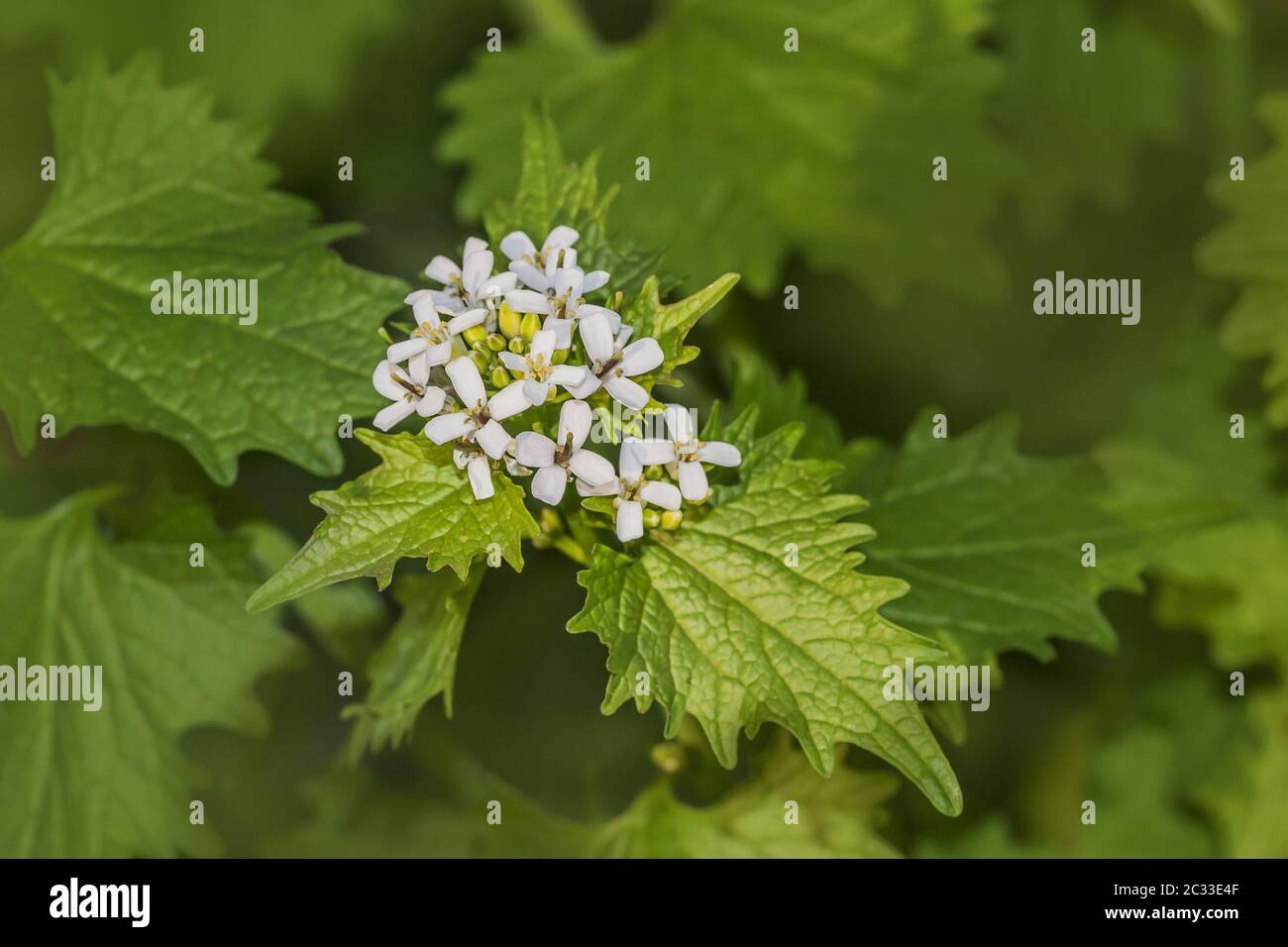 Haie Penny « Alliaria petiolata » Banque D'Images