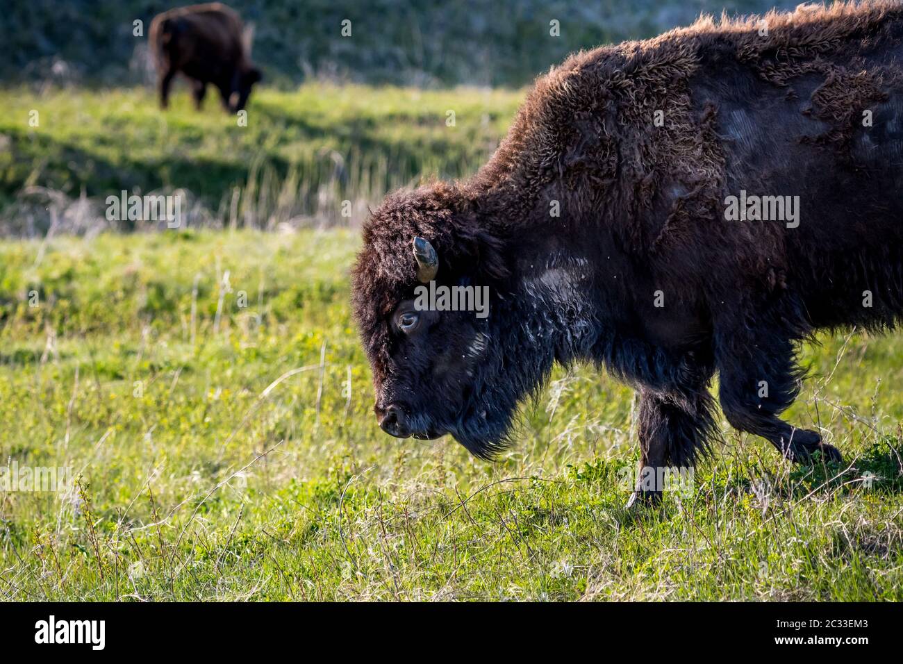 Bison d'Amérique dans le domaine de Custer State Park, le Dakota du Sud Banque D'Images