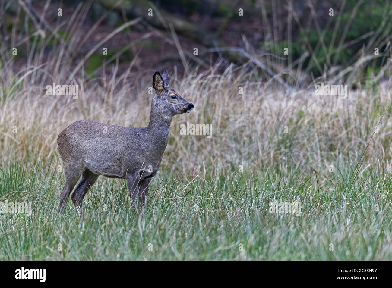 Femelle Roe Deer sur un pré de gibier près d'une bordure de forêt / Capranolus capranolus Banque D'Images