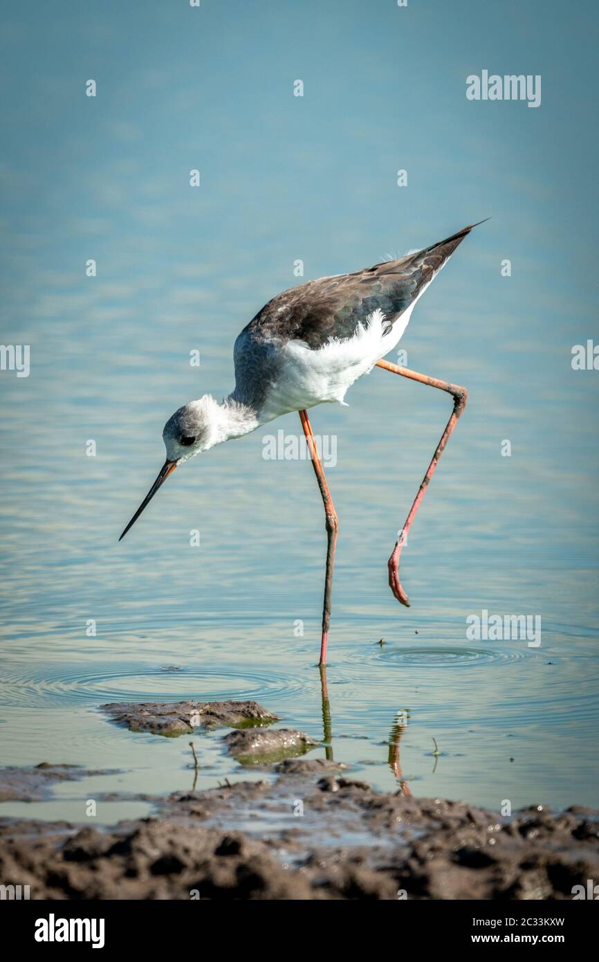 Black-winged stilt immatures debout sur une jambe Banque D'Images
