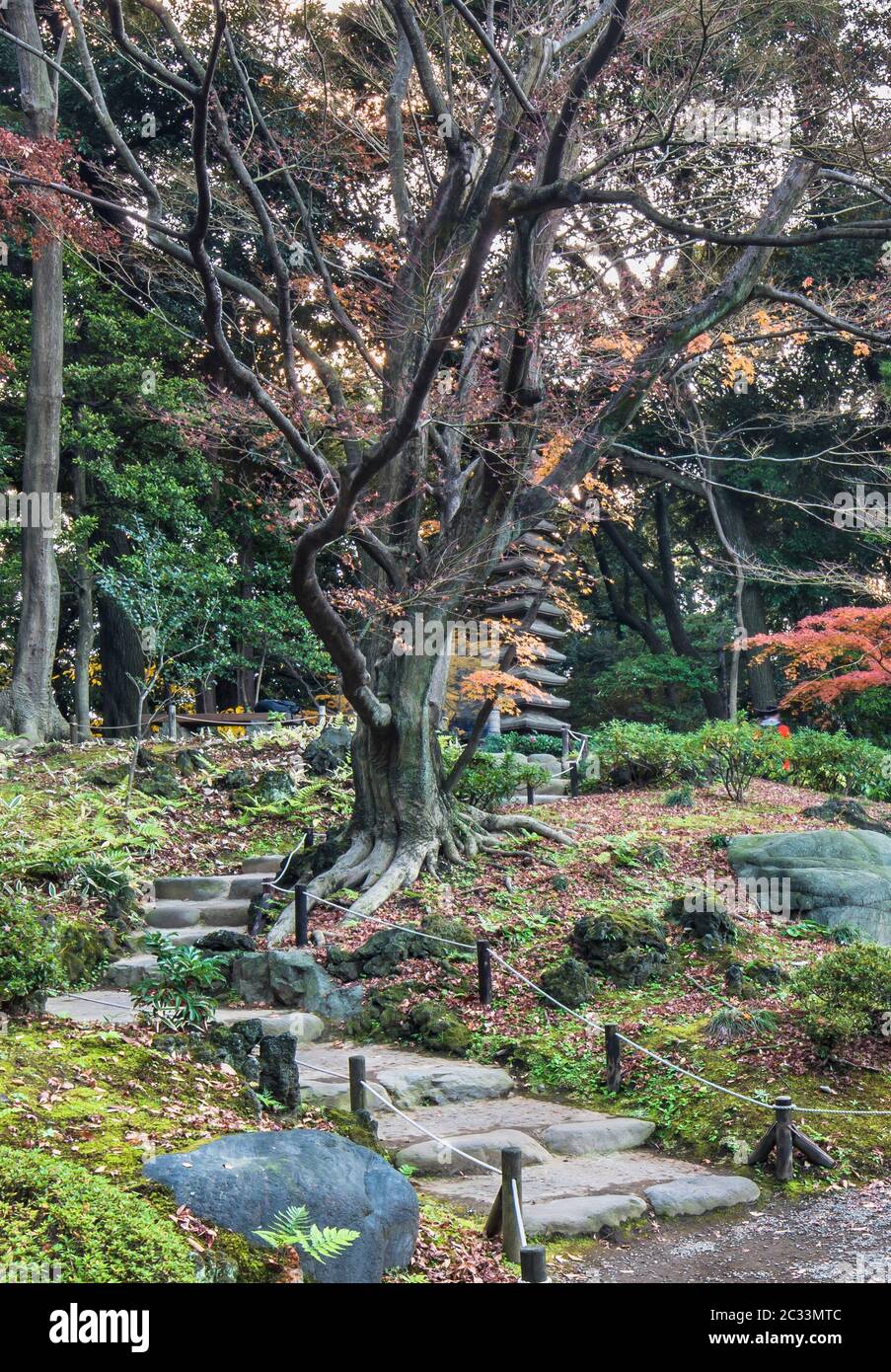 Tokyo Metropolitan Park KyuFurukawa escaliers en pierre du jardin japonais dans la forêt d'érables et de pins conduisant à un géant de quinze étages pagode en pierre K Banque D'Images