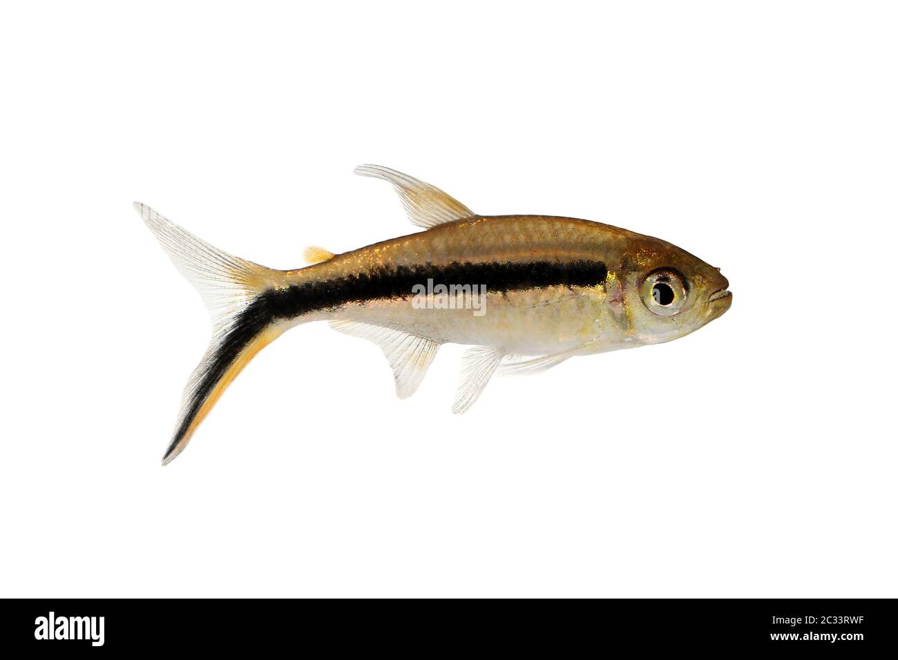 Penguin Tetra Thayeria boehlkei poisson d'aquarium de la ligne noire de pingouinfish Banque D'Images