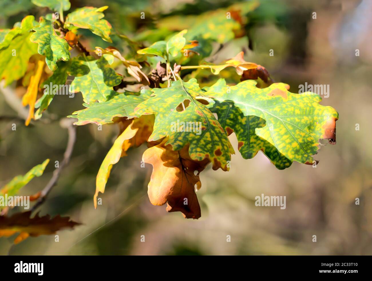 L'automne apporte des feuilles de chêne colorées aux chênes Banque D'Images